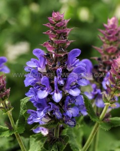 SALVIA (MEADOW SAGE) NEMOROSA ‘BLUE MARVEL‘ I (25 P.BAG)