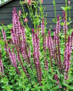 SALVIA (MEADOW SAGE) NEMOROSA ‘CARADONNA PINK‘ I (25 P.BAG)