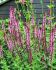 SALVIA MEADOW SAGE NEMOROSA CARADONNA PINK I 25 P.BAG