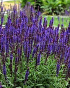 SALVIA (MEADOW SAGE) NEMOROSA ‘LYRICAL BLUES‘ I (25 P.BAG)