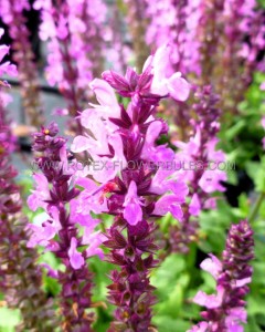 SALVIA (MEADOW SAGE) NEMOROSA ‘LYRICAL ROSE‘ I (25 P.BAG)