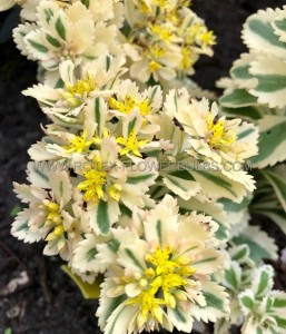 SEDUM (STONECROP) HYBRID ‘ATLANTIS‘ I (25 P.BAG)