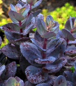 SEDUM (STONECROP) HYBRID ‘BLUE PEARL‘ I (25 P.BAG)