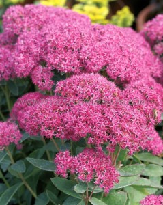 SEDUM (STONECROP) HYBRID ‘CARL‘ I (25 P.BAG)