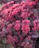 SEDUM STONECROP HYBRID CHOCOLATE CHERRY I 25 P.BAG