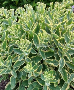 SEDUM (STONECROP) HYBRID ‘FROSTED FIRE‘ I (25 P.BAG)