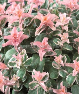 SEDUM (STONECROP) HYBRID ‘PINKY‘ I (25 P.BAG)