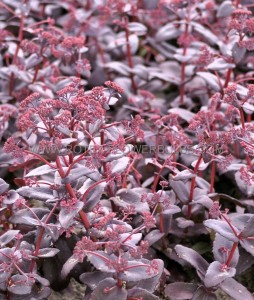 SEDUM (STONECROP) HYBRID ‘PURPLE EMPEROR‘ I (25 P.BAG)