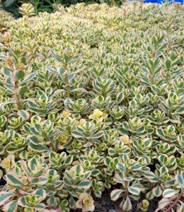 SEDUM (STONECROP) SPURIUM ‘WHAT A DOOZIE‘ I (25 P.BAG)