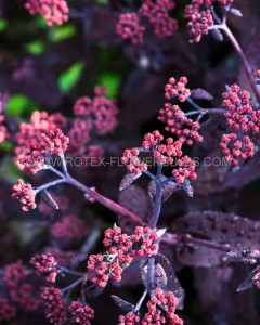 SEDUM (STONECROP) TELEPHIUM ‘BON BON‘ I (25 P.BAG)