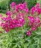 SIDALCEA MINIATURE HOLLYHOCK OREGANA BRILLIANT I 25 P.BAG