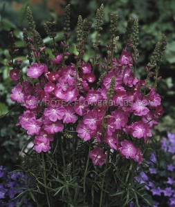 SIDALCEA (MINIATURE HOLLYHOCK) SPP. ‘CANDY GIRL‘ I (25 P.BAG)