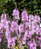 SIDALCEA MINIATURE HOLLYHOCK SPP. ELSIE HEUGH I 25 P.BAG