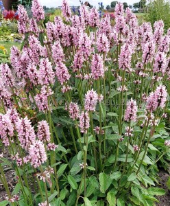 STACHYS (BETONY) OFFICINALIS ‘PINKY‘ I (25 P.BAG)