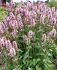 STACHYS BETONY OFFICINALIS PINKY I 25 P.BAG