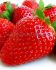 STRAWBERRY ALL STAR EVERBEARING NO.1 - ST211 100 P.BAG