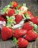 STRAWBERRY CHANDLER JUNEBEARING NO.1 - ST195 100 P.BAG