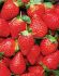 STRAWBERRY EVERSWEET EVERBEARING NO.1 - ST165 100 P.BAG