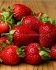 STRAWBERRY OZARK BEAUTY EVERBEARING NO.1 - ST141 100 P.BAG