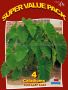 COLOCASIA ESCULENTA (ELEPHANT EAR) 7“-9“ (20 SUPER VALUE PKGS.X 4)