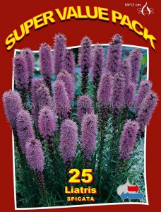 LIATRIS (GAYFEATHER) SPICATA  ‘BLUE‘ 10/12 CM. (20 SUPER VALUE PKGS.X 25)