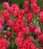 TULIPA DARWIN HYBRID RED VAN EYK 12 CM. 20 SUPER VALUE PKGS.X 25