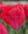 TULIPA DARWIN HYBRID RED VAN EYK 12 CM. 20 SUPER VALUE PKGS.X 25