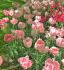 TULIPA DOUBLE LATE FOXTROT 12 CM. 20 SUPER VALUE PKGS.X 25