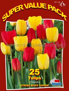 TULIPA TRIUMPH ‘STRONG MIXED GARDEN‘ 12/+ CM. (20 SUPER VALUE PKGS.X 25)