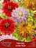 DAHLIA DECORATIVE MIX DANCING IN THE RAIN II 25 SYMPHONY OF COLORS PKGS.X 3