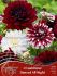 DAHLIA DECORATIVE MIX I COULD HAVE DANCED ALL NIGHT II 25 SYMPHONY OF COLORS PKGS.X 3