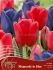 TULIPA RHAPSODY IN BLUE 12 CM. 25 SYMPHONY OF COLORS PKGS.X 18