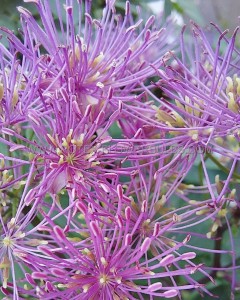 THALICTRUM (MEADOW RUE) AQUILEGIFOLIUM ‘MY LITTLE FAVOURITE‘ I (25 P.BAG)