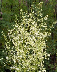 THALICTRUM (MEADOW RUE) DELAVAYI ‘ALBUM‘ I (25 P.BAG)