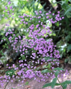 THALICTRUM (MEADOW RUE) DELAVAYI ‘SPLENDIDE‘ I (25 P.BAG)