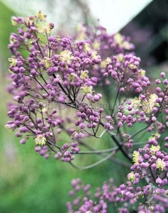 THALICTRUM (MEADOW RUE) HYBRID ‘ANNE‘ I (25 P.BAG)