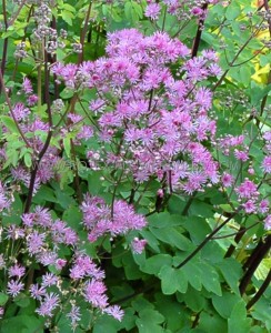 THALICTRUM (MEADOW RUE) HYBRID ‘BLACK STOCKINGS‘ I (25 P.BAG)