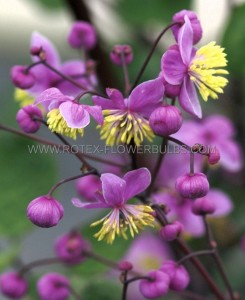 THALICTRUM (MEADOW RUE) ROCHEBRUNIANUM I (25 P.BAG)