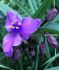 TRADESCANTIA SPIDERWORT ANDERSONIANA CONCORD GRAPE I 25 P.BAG