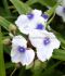 TRADESCANTIA SPIDERWORT ANDERSONIANA OSPREY I 25 P.BAG