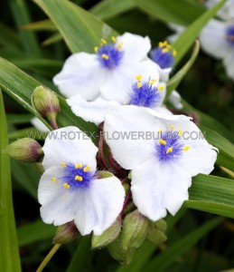 TRADESCANTIA (SPIDERWORT) ANDERSONIANA ‘OSPREY‘ I (25 P.BAG)