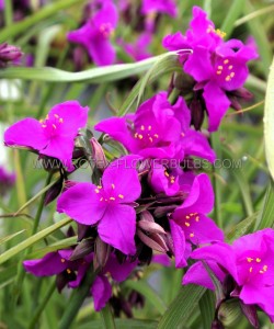 TRADESCANTIA (SPIDERWORT) ANDERSONIANA ‘RED GRAPE‘ I (25 P.BAG)