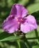 TRADESCANTIA SPIDERWORT ANDERSONIANA RED GRAPE I 25 P.BAG