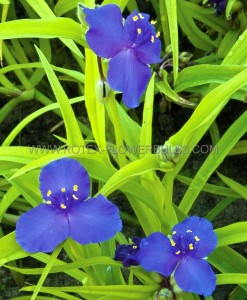 TRADESCANTIA (SPIDERWORT) ANDERSONIANA ‘SWEET KATE‘ I (25 P.BAG)