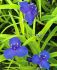 TRADESCANTIA SPIDERWORT ANDERSONIANA SWEET KATE I 25 P.BAG