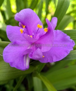 TRADESCANTIA (SPIDERWORT) HYBRID ‘CHARLOTTE‘ I (25 P.BAG)