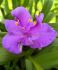 TRADESCANTIA SPIDERWORT HYBRID CHARLOTTE I 25 P.BAG