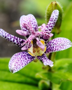 TRICYRTIS (TOAD LILY) FORMOSANA ‘DARK BEAUTY‘ I (25 P.BAG)