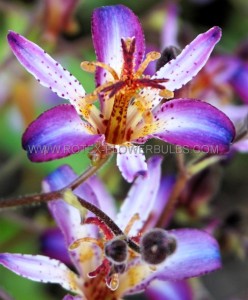 TRICYRTIS (TOAD LILY) HIRTA ‘TAIWAN ADBANE‘ I (25 P.BAG)