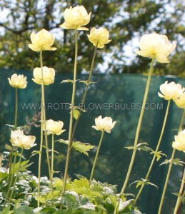 TROLLIUS (GLOBE FLOWER) HYBRID ‘CHEDDAR‘ I (25 P.BAG)